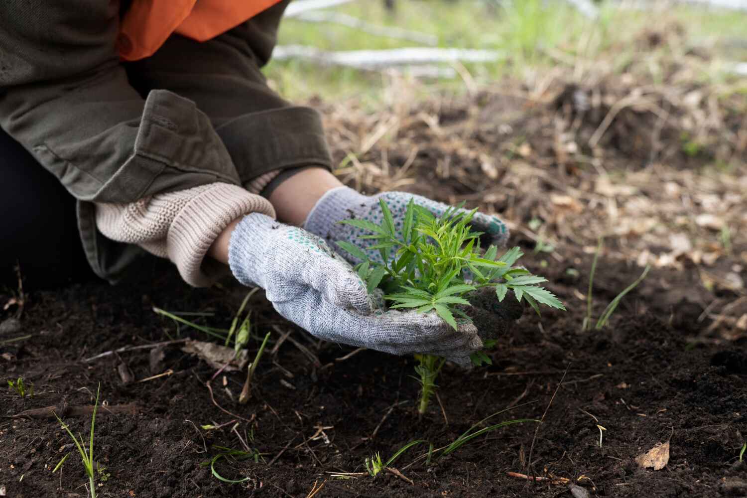 Best Residential Tree Removal  in USA